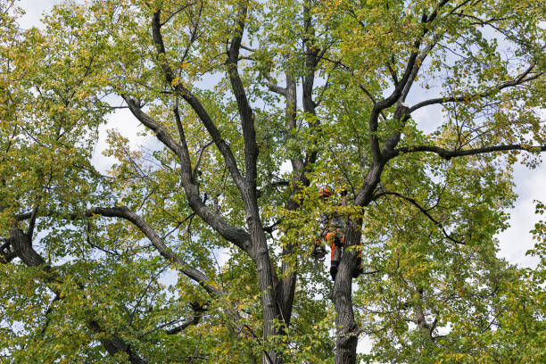How Our Tree Care Process Works  in  Newport, SC